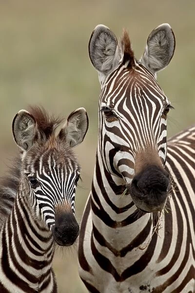 Common zebra or Burchells zebra (Equus burchelli) mother and calf