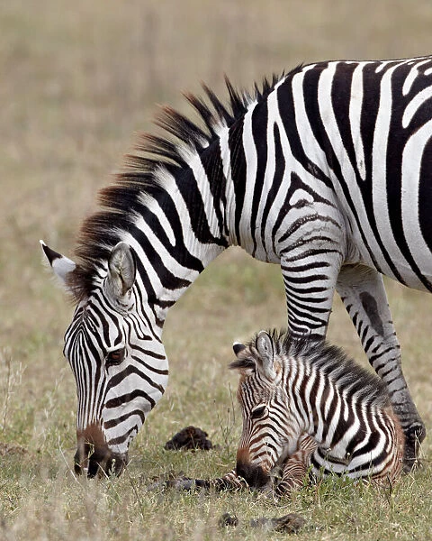 Common zebra (Burchells zebra) (Equus burchelli) mare and colt, Ngorongoro Crater