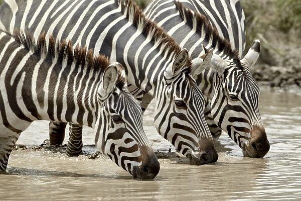Three common zebra (Burchells zebra) (Equus burchelli) drinking, Ngorongoro Crater