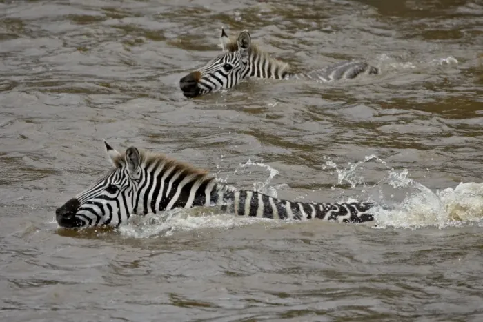Framed Print : Common zebra (Burchells zebra) (Equus burchelli) crossing the Mara River Framed Print : Common zebra (Burchells zebra) (Equus burchelli) crossing the Mara River