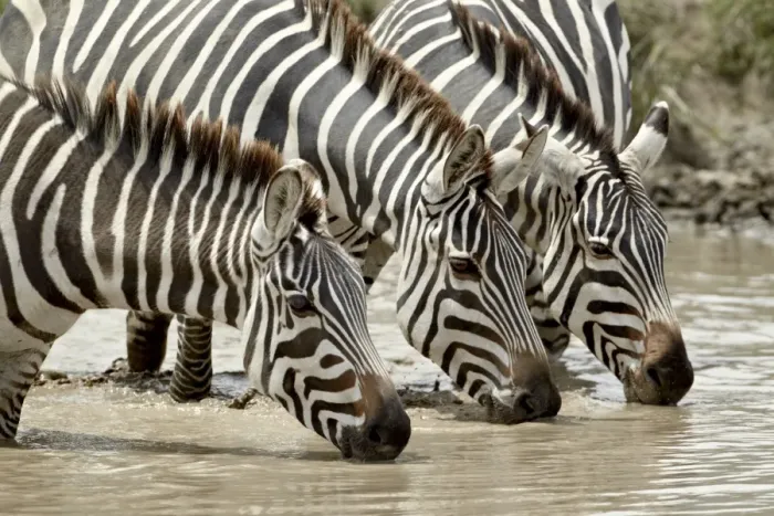 Framed Print : Three common zebra (Burchells zebra) (Equus burchelli) drinking, Ngorongoro Crater Framed Print : Three common zebra (Burchells zebra) (Equus burchelli) drinking, Ngorongoro Crater