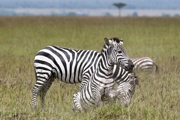 Common zebra (Equus quagga) fighting, Masai Mara National Reserve, Kenya, East Africa, Africa