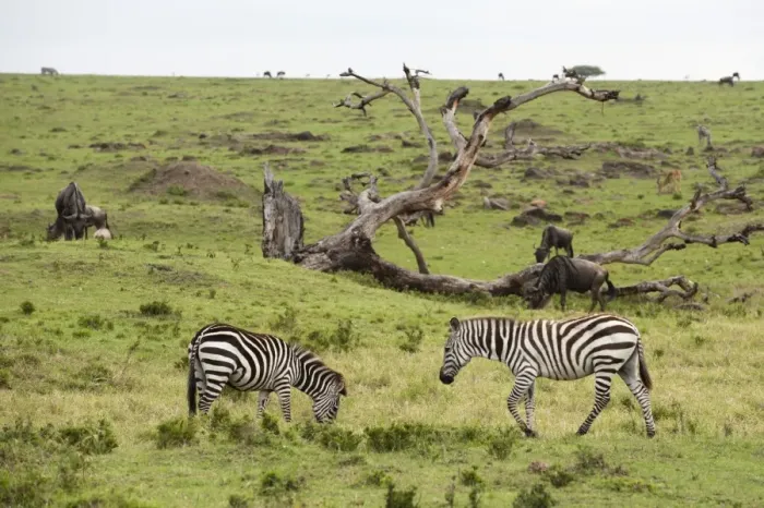 Framed Print : Common zebra (Equus quagga), Masai Mara, Kenya, East Africa, Africa Framed Print : Common zebra (Equus quagga), Masai Mara, Kenya, East Africa, Africa