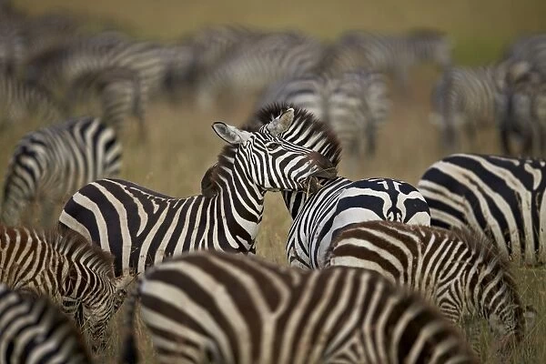 Common zebra (plains zebra) (Burchells zebr) (Equus burchelli) herd, Serengeti National Park