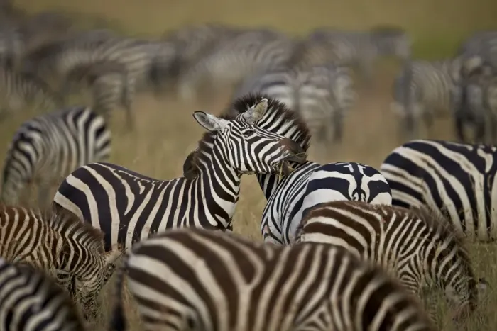 Framed Print : Common zebra (plains zebra) (Burchells zebr) (Equus burchelli) herd, Serengeti National Park Framed Print : Common zebra (plains zebra) (Burchells zebr) (Equus burchelli) herd, Serengeti National Park
