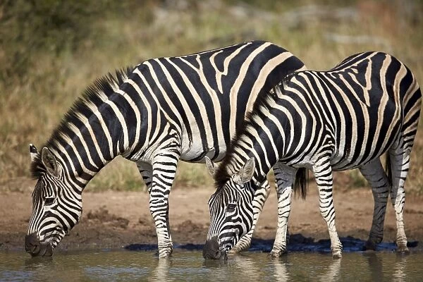Two common zebra (plains zebra) (Burchells zebra) (Equus burchelli) drinking, Kruger National Park