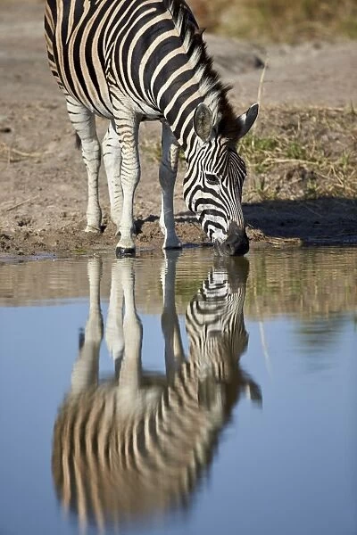 Common zebra (Plains zebra) (Burchells zebra) (Equus burchelli) drinking with reflection