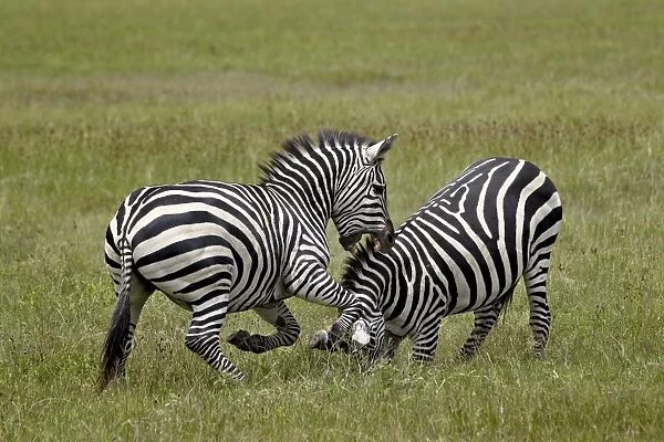 Two Common zebra (plains zebra) (Burchells zebra) (Equus burchelli) fighting, Ngorongoro Crater, Tanzania, East Africa, Africa
