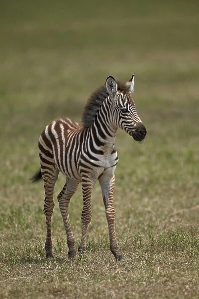 Common zebra (plains zebra) (Burchells zebra) (Equus burchelli) colt, Ngorongoro Crater, Tanzania, East Africa, Africa