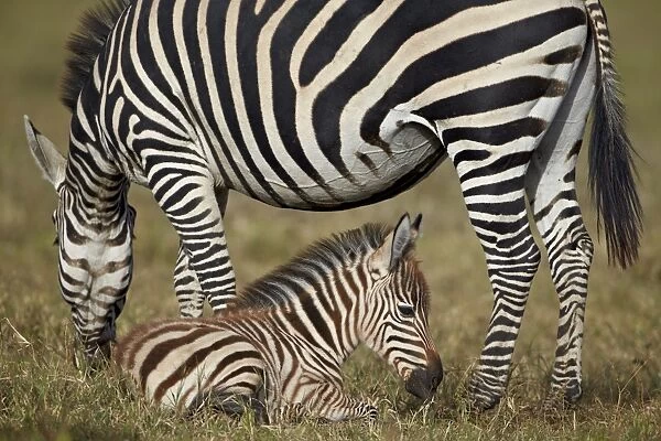 Common zebra (plains zebra) (Burchells zebra) (Equus burchelli) adult and colt, Ngorongoro Crater, Tanzania, East Africa, Africa