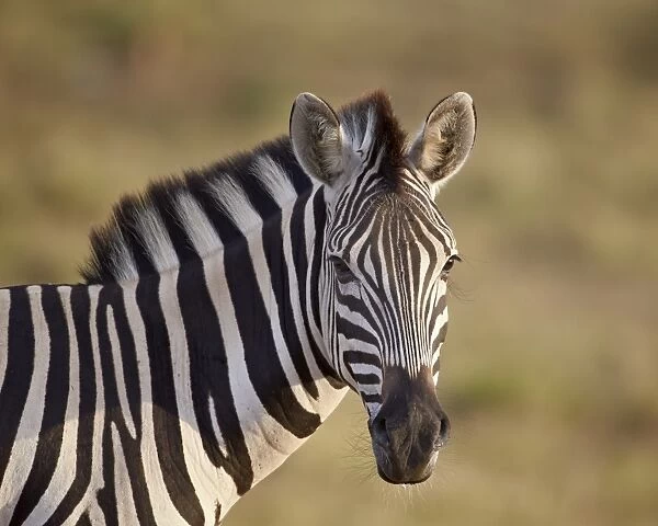 Common zebra (Plains zebra) (Burchells zebra) (Equus burchelli), Addo Elephant National Park, South Africa, Africa