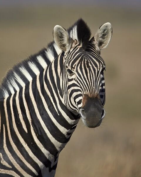 Common zebra (Plains zebra) (Burchells zebra) (Equus burchelli), Mountain Zebra National Park, South Africa, Africa