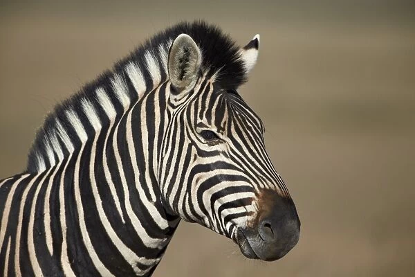 Common zebra (Plains zebra) (Burchells zebra) (Equus burchelli), Mountain Zebra National Park, South Africa, Africa