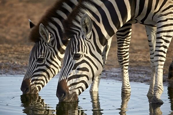 Two common zebra (plains zebra) (Burchells zebra) (Equus burchelli) drinking, Addo Elephant National Park, South Africa, Africa