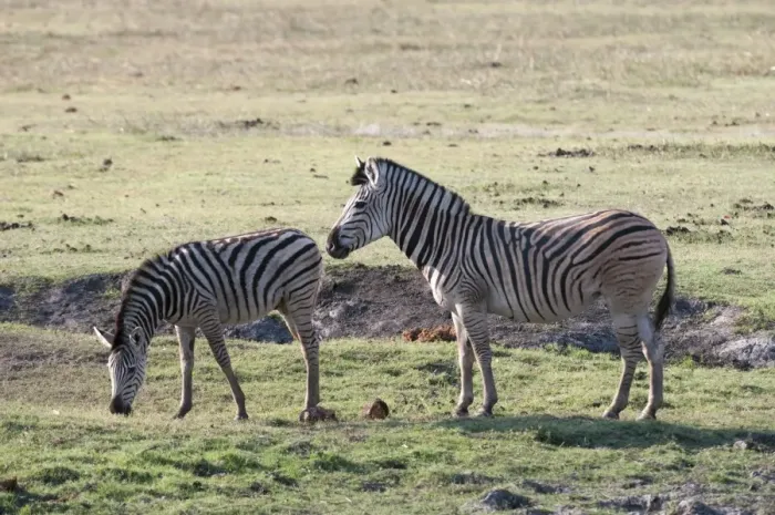 Framed Print : Common zebras (Equus quagga), Chobe National Park, Botswana, Africa Framed Print : Common zebras (Equus quagga), Chobe National Park, Botswana, Africa