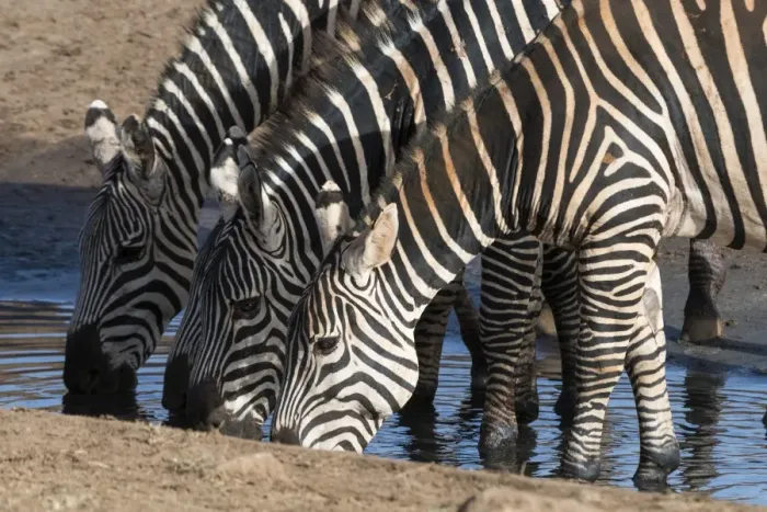 Framed Print : Common zebras (Equus quagga) drinking at a waterhole, Tsavo, Kenya, East Africa, Africa Framed Print : Common zebras (Equus quagga) drinking at a waterhole, Tsavo, Kenya, East Africa, Africa