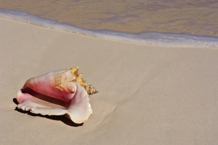 Framed Print : Conch shell on beach, Cat Island, The Bahamas, West Indies, Central America Framed Print : Conch shell on beach, Cat Island, The Bahamas, West Indies, Central America