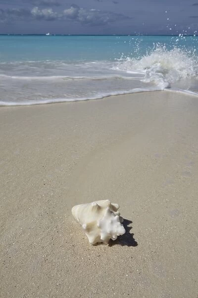 A conch shell on the shore in Grace Bay, Providenciales, Turks and Caicos in the Caribbean