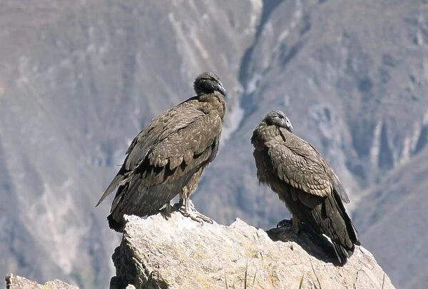 Two condors at Cruz del Condor
