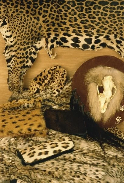 Confiscated CITES listed derivative products, including jaguar skin, leopard hat