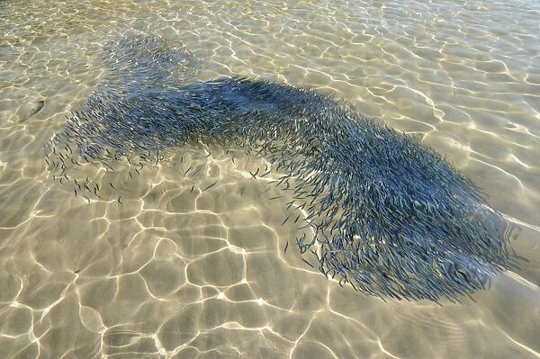 Confused shoal of young sardines (Sardina pilchardus) swimming in a shallow bay viewed from above water, Lesbos (Lesvos), Greek Islands, Greece, Europe