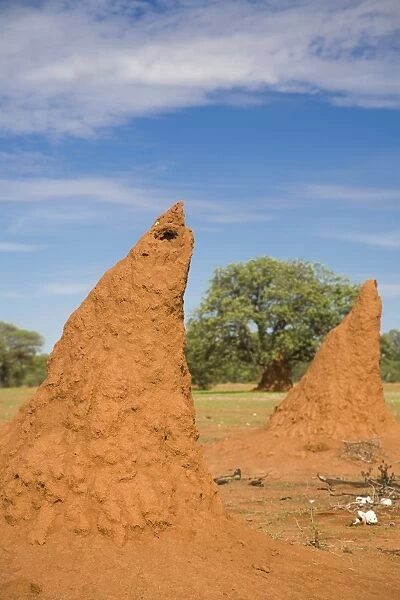 Conical shaped mounds created by a termite colony, Namibia, Africa