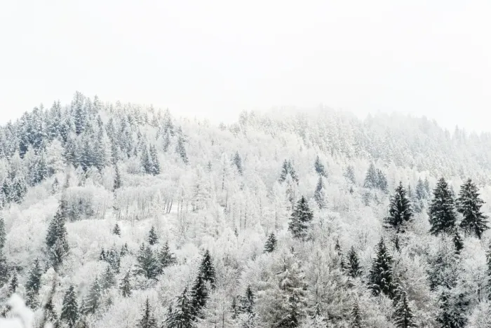 Framed Print : Conifer trees in the Austrian Alps dusted with snow, Austria, Europe Framed Print : Conifer trees in the Austrian Alps dusted with snow, Austria, Europe