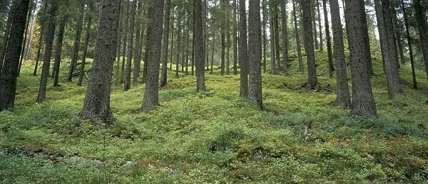 Coniferous woods