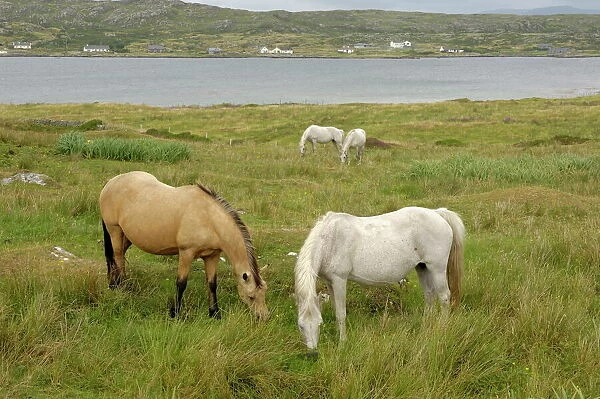 Connemara Ponies