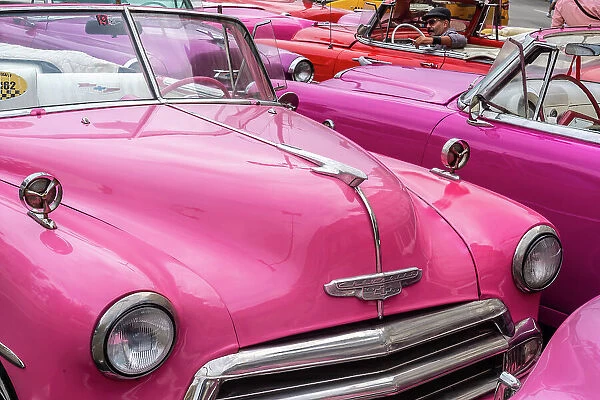 A convention of pink Chevrolet classic cars, Havana, Cuba, West Indies, Caribbean, Central America