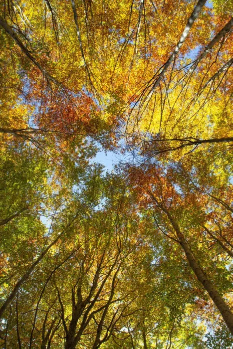 Framed Print : Converging trees photographed from below looking up to the sky with foliage in autumn colors, Emilia Romagna, Italy, Europe Framed Print : Converging trees photographed from below looking up to the sky with foliage in autumn colors, Emilia Romagna, Italy, Europe