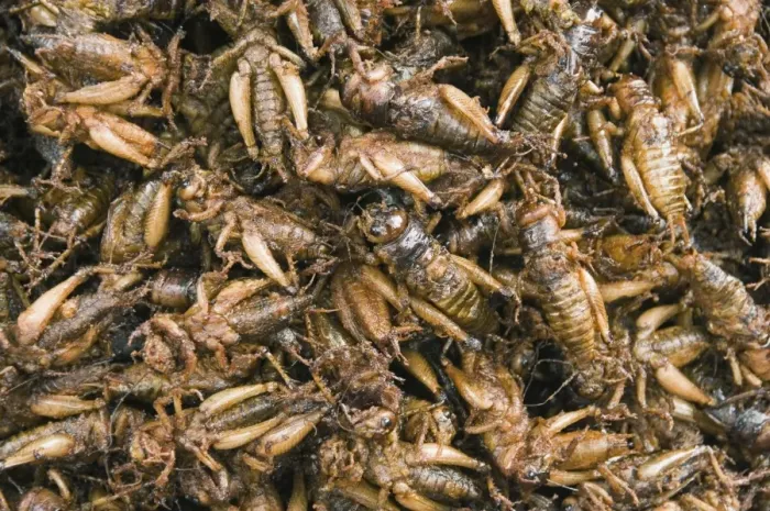 Framed Print : Cooked crickets for sale in market, Cambodia, Indochina, Southeast Asia, Asia Framed Print : Cooked crickets for sale in market, Cambodia, Indochina, Southeast Asia, Asia
