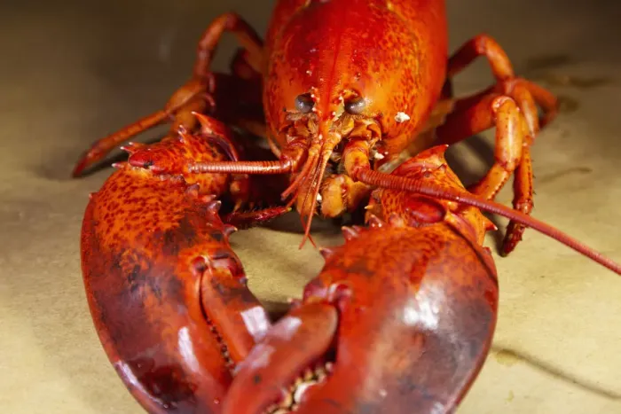 Framed Print : A cooked, locally landed lobster boiled and served ready to eat in a lobster dinner