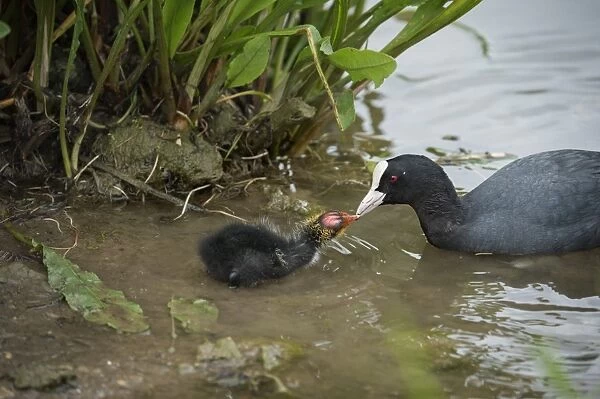 Coot (Fulica), young chick feeding, Gloucestershire, England, United Kingdom, Europe