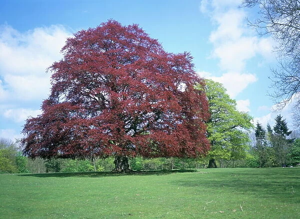 Copper beech tree, Croft Castle, Herefordshire, England, United Kingdom, Europe