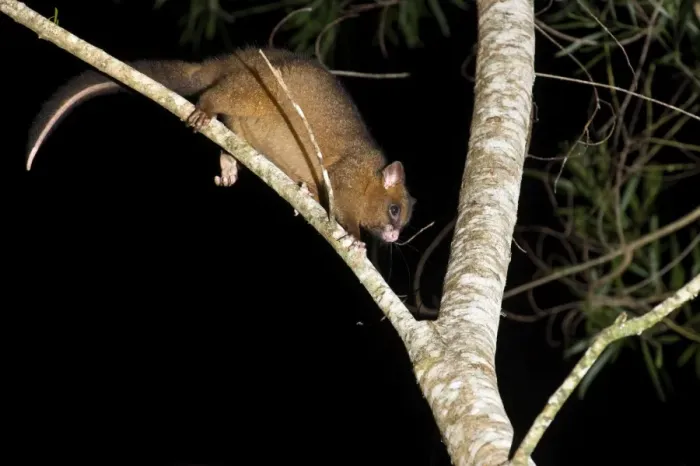 Framed Print : Coppery brushtail possum (Trichosurus vulpecula johnstonii), arboreal nocturnal rainforest possum endemic to Atherton Tablelands, Queensland, Australia, Pacific Framed Print : Coppery brushtail possum (Trichosurus vulpecula johnstonii), arboreal nocturnal rainforest possum endemic to Atherton Tablelands, Queensland, Australia, Pacific
