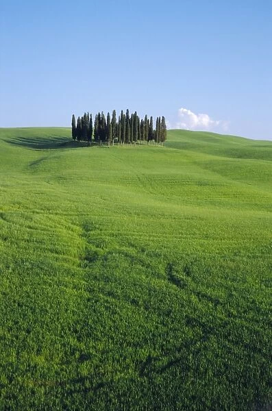 Copse of Cypress trees in a field in Spring