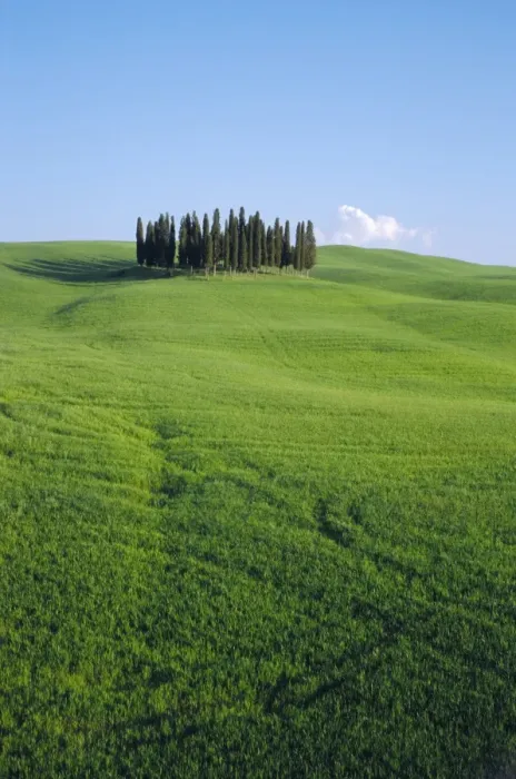 Framed Print : Copse of Cypress trees in a field in Spring Framed Print : Copse of Cypress trees in a field in Spring