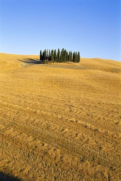 Copse of Cypress trees in a harvested field in Summer