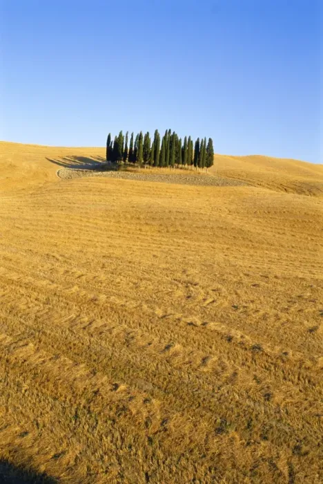 Framed Print : Copse of Cypress trees in a harvested field in Summer Framed Print : Copse of Cypress trees in a harvested field in Summer
