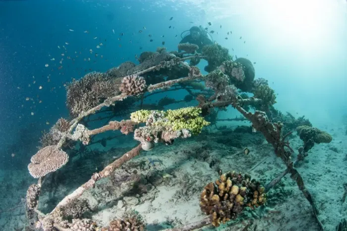 Framed Print : Coral encrusted biosphere in the marine reserve at Gangga Island, Sulawesi, Indonesia, Southeast Asia, Asia Framed Print : Coral encrusted biosphere in the marine reserve at Gangga Island, Sulawesi, Indonesia, Southeast Asia, Asia