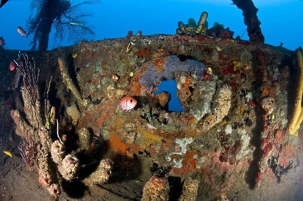 Coral encrusted porthole on the Lesleen M wreck, a freighter sunk as an artificial reef in 1985 off Anse Cochon Bay, St. Lucia, West Indies, Caribbean, Central America