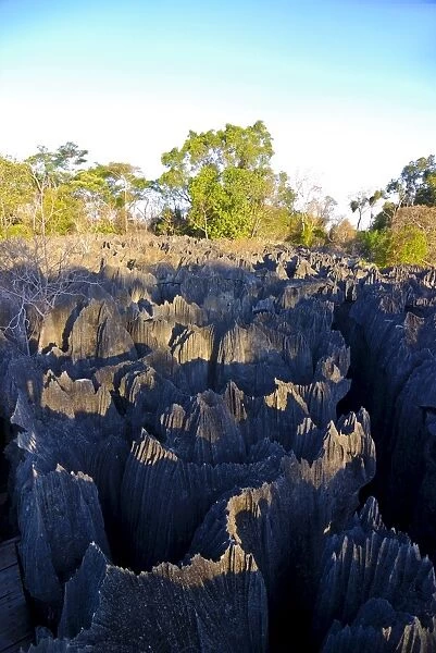 Coral formations, Tsingy de Bemahara, UNESCO World Heritage Site, Madagascar, Africa