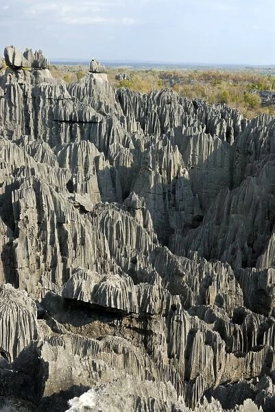 Coral formations, Tsingy de Bemaraha, UNESCO World Heritage Site, Madagascar, Africa
