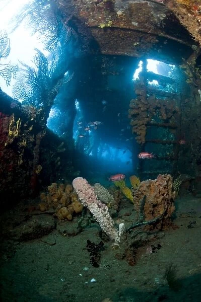 Coral growth inside the wreck of the Lesleen M freighter, sunk as an artificial reef in 1985 in Anse Cochon Bay, St. Lucia, West Indies, Caribbean, Central America