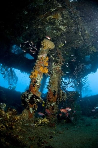 Coral growth inside the wreck of the Lesleen M freighter, sunk as an artificial reef in 1985 in Anse Cochon Bay, St. Lucia, West Indies, Caribbean, Central America