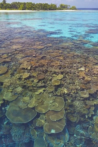 Coral plates, lagoon and tropical island, Maldives, Indian Ocean, Asia