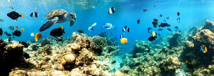Framed Print : Coral reef and sea life banner, The Maldives, Indian Ocean Framed Print : Coral reef and sea life banner, The Maldives, Indian Ocean