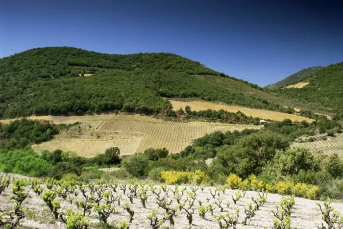 Framed Print : Corbiere vineyards near Durban, Languedoc-Roussillon, France, Europe Framed Print : Corbiere vineyards near Durban, Languedoc-Roussillon, France, Europe
