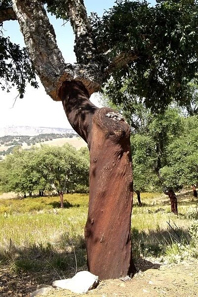 Cork oak, Grazalema, Sierra de Zafalgar, Andalusia, Spain, Europe